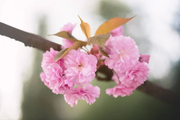 Belleza sakura flores en la ramita de primer plano —  Fotos de Stock