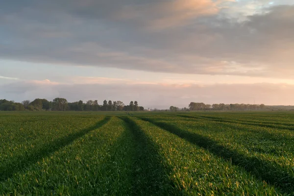 Route et rangées vertes de jeunes blés sur le champ agricole — Photo