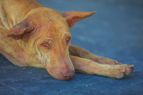 버려진된 강아지의 클로즈업 — 스톡 사진