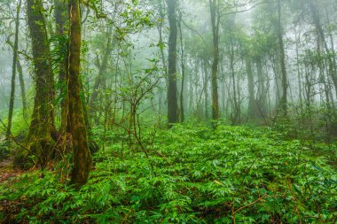 Sisin içinde tropikal orman   