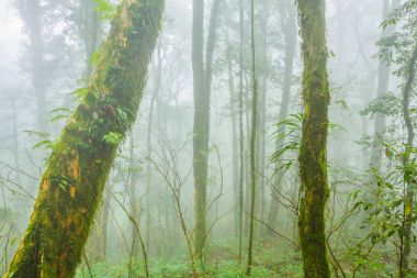 Sisin içinde tropikal orman  