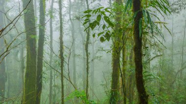 Sisin içinde tropikal orman