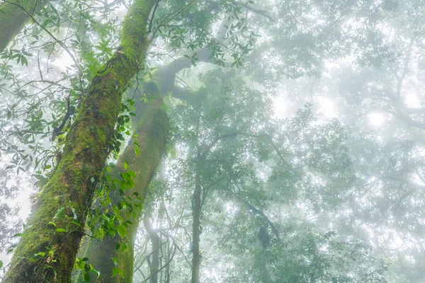 Tropical forest in the mist — Stock Photo, Image