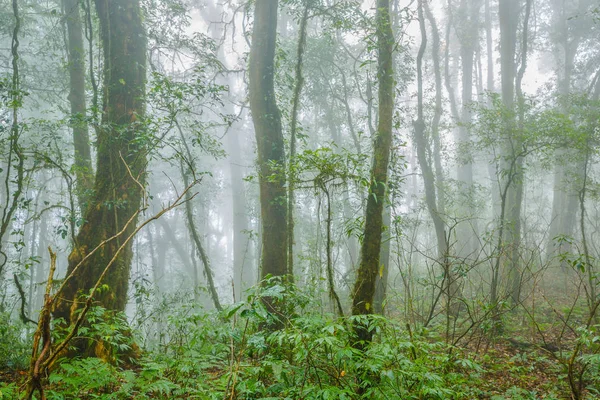Las tropikalny we mgle — Zdjęcie stockowe