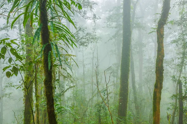 Tropisk skog i dimman — Stockfoto