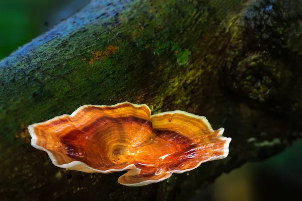 Mushroom growing in rainforest — Stock Photo, Image