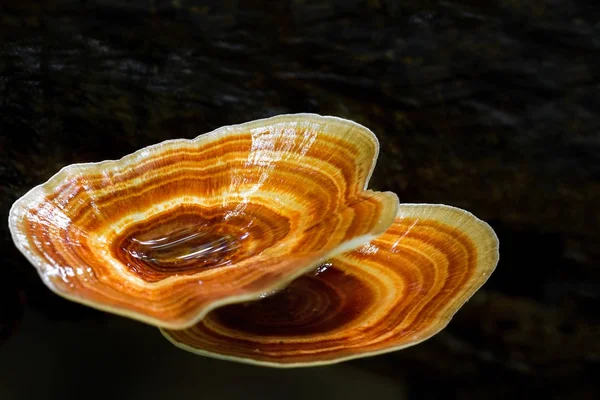 Mushrooms growing in rainforest — Stock Photo, Image