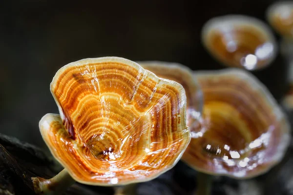 Mushrooms growing in forest — Stock Photo, Image