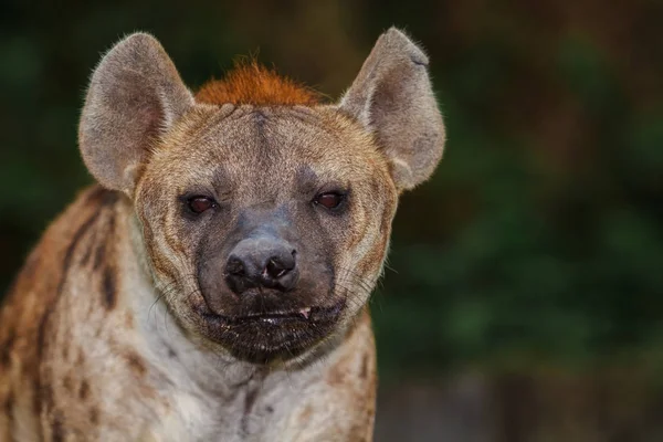 Detail of hyena skvrnitá — Stock fotografie