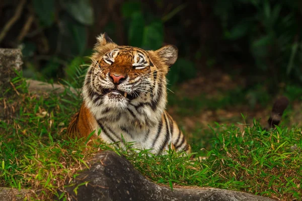 Rolig tiger ansikte — Stockfoto