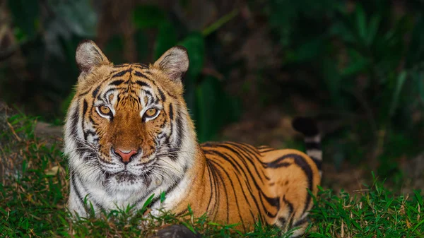Indochinese tiger — Stock Photo, Image
