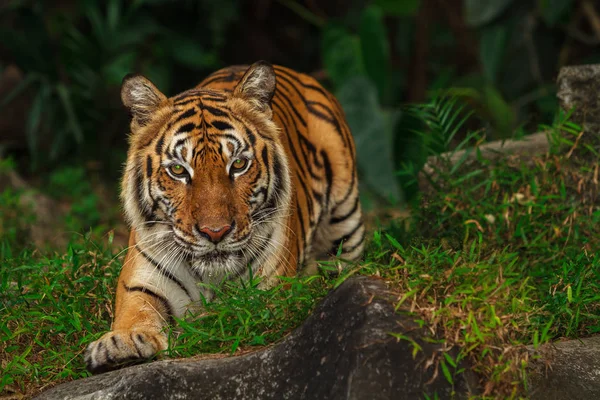 Indokinesiska tiger — Stockfoto