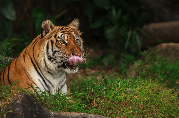 Ινδοκινέζικη τίγρη — Φωτογραφία Αρχείου