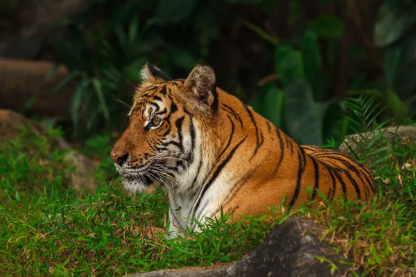 Tigre indochinois — Photo