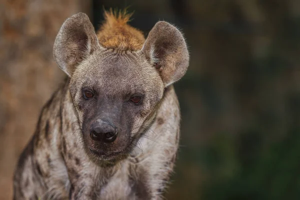 Hyena skvrnitá — Stock fotografie