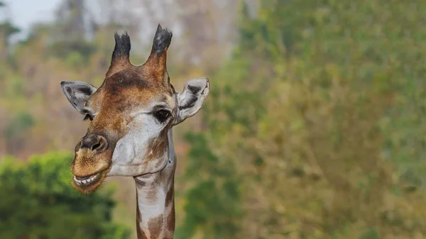 Giraffa volto sorridente — Foto Stock