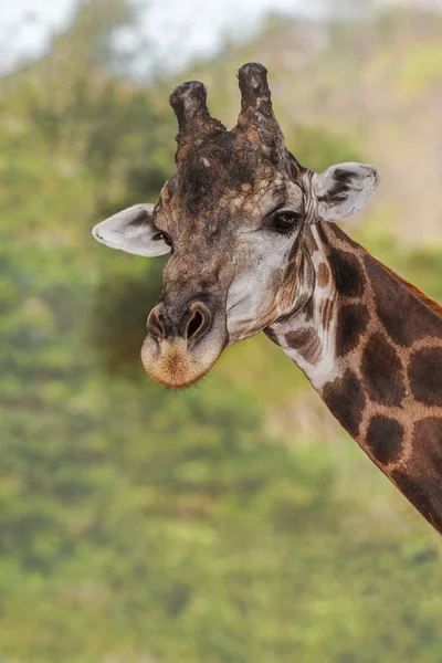 Retrato de uma girafa — Fotografia de Stock