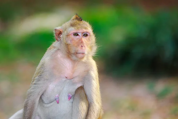 Mono con fondo borroso — Foto de Stock