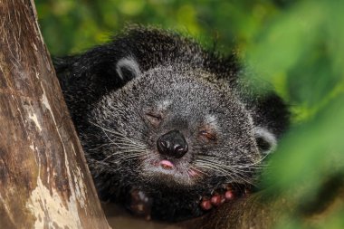 Ağaç üzerinde uyku binturong