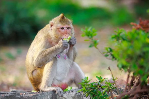 Singe mangeant le concombre — Photo