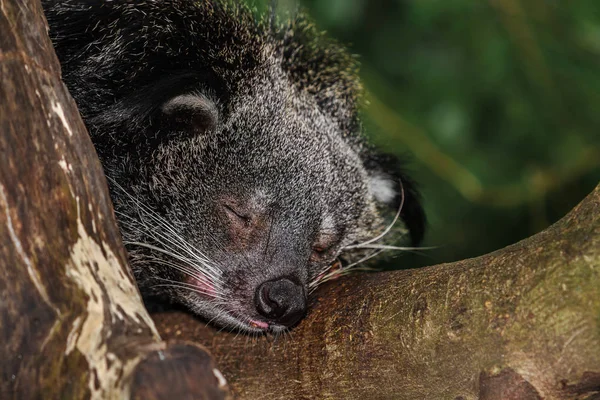 Binturong dormindo na árvore — Fotografia de Stock