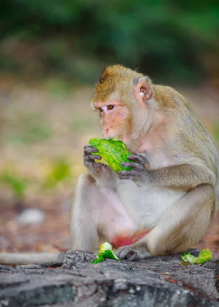 Portrait Monkey Eatting Vegetable — Stock Photo, Image