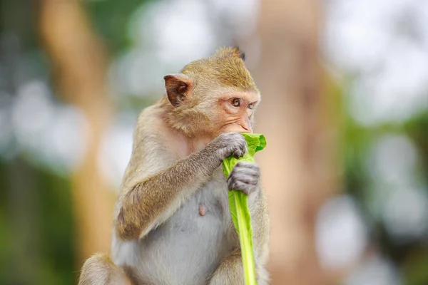 Portrait Monkey Eatting Vegetable — Stock Photo, Image