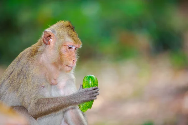 猴吃喝玩蔬菜肖像 — 图库照片