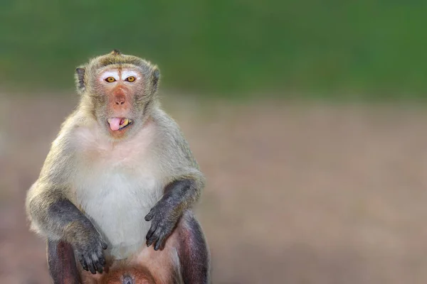 Porträtt Monkey Eatting Vegetabiliska — Stockfoto