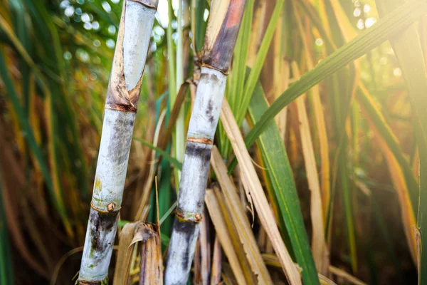 Zbliżenie trzciny cukrowej na polu — Zdjęcie stockowe