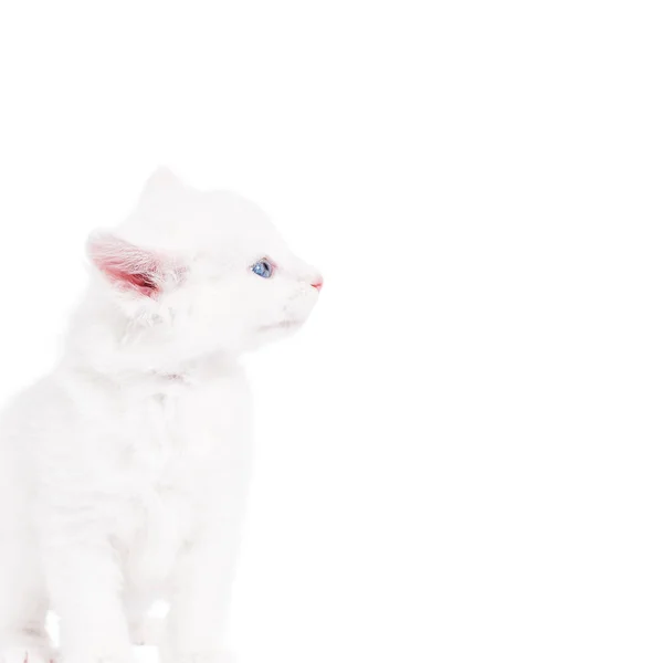 Fluffy little kitten — Stock Photo, Image