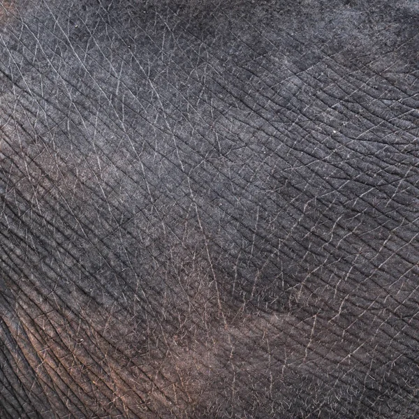 Elefantenhaut aus nächster Nähe — Stockfoto