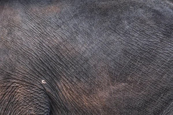 Elefantenhaut aus nächster Nähe — Stockfoto