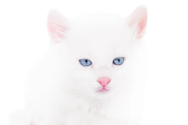 Pequeño gatito esponjoso — Foto de Stock