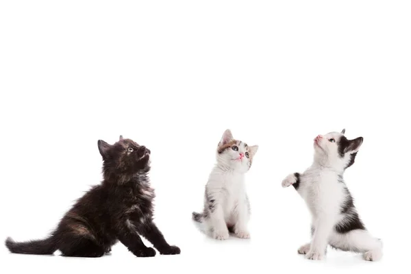 Three young kitten looking up — Stock Photo, Image