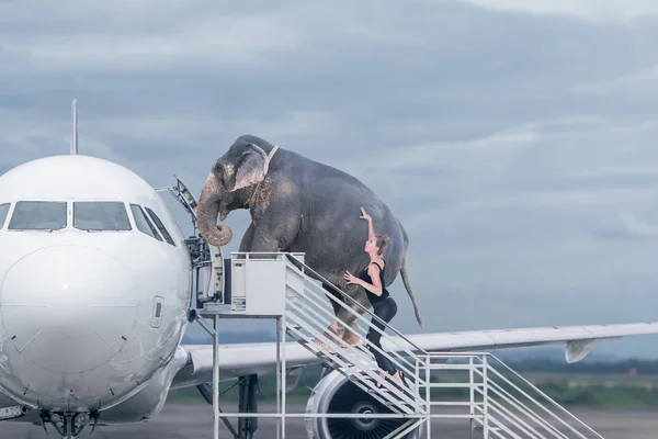 Kobieta załadunku słonia na pokładzie samolotu — Zdjęcie stockowe