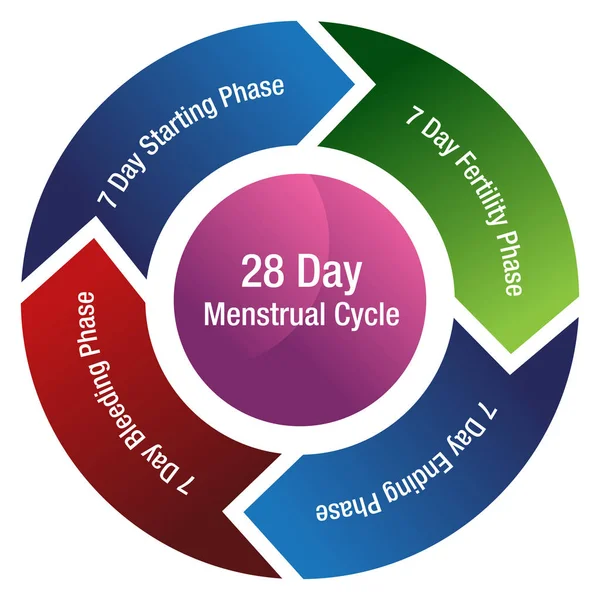 Menstruációs ciklus termékenységi diagram — Stock Vector