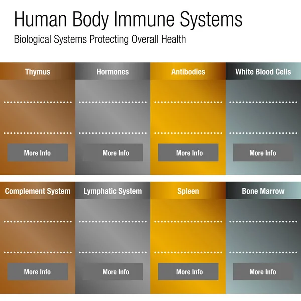 Emberi test immunrendszerű diagram — Stock Vector