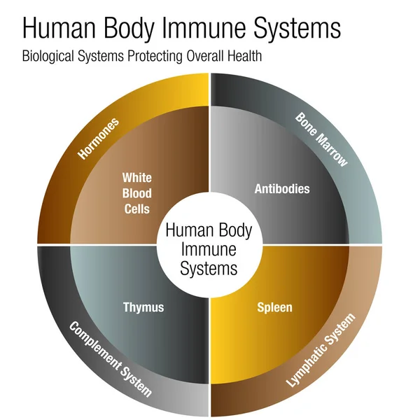 Gráfico de Sistemas Imunes do Corpo Humano — Vetor de Stock