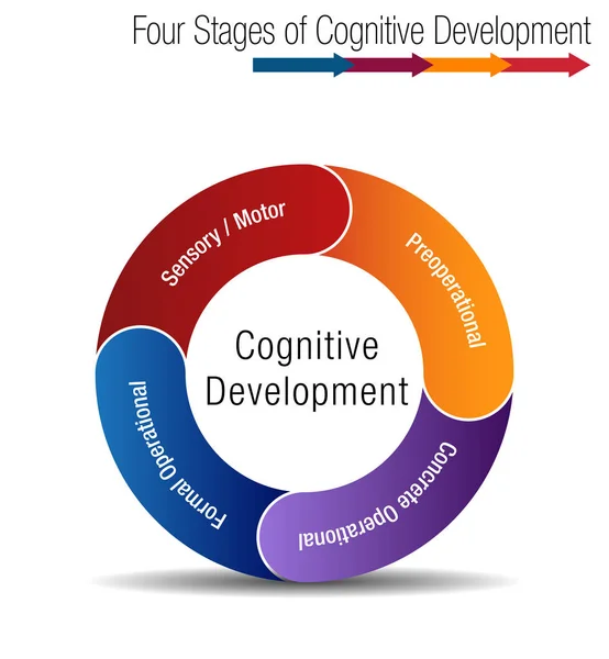 Quatro etapas do desenvolvimento cognitivo —  Vetores de Stock