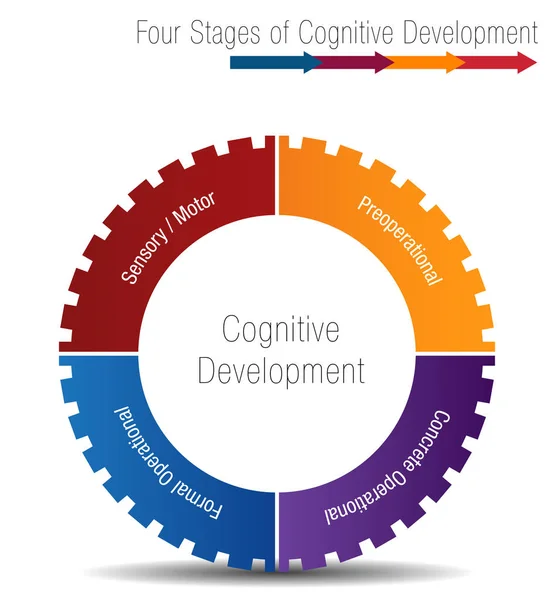 Quatro etapas do desenvolvimento cognitivo —  Vetores de Stock