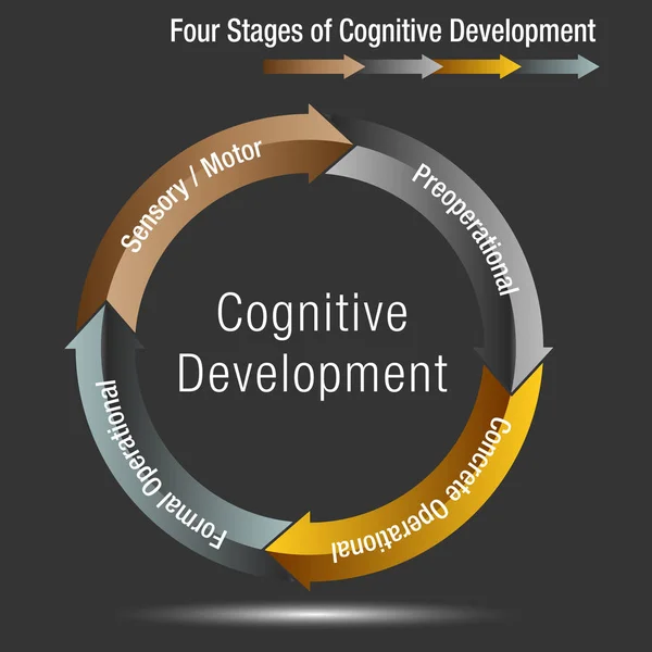 Quatro etapas do desenvolvimento cognitivo —  Vetores de Stock