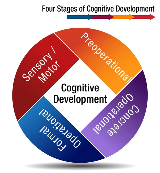 Quatro etapas do desenvolvimento cognitivo —  Vetores de Stock