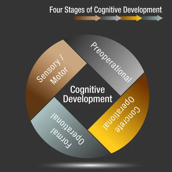 Quatro etapas do desenvolvimento cognitivo —  Vetores de Stock