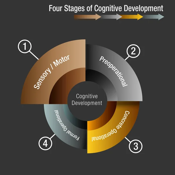 Négy szakaszban a kognitív fejlődés — Stock Vector