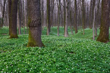 Anemon yeşil çim ve etrafındaki ağaçlarla.