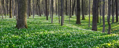Güzel beyaz campanula'lar.