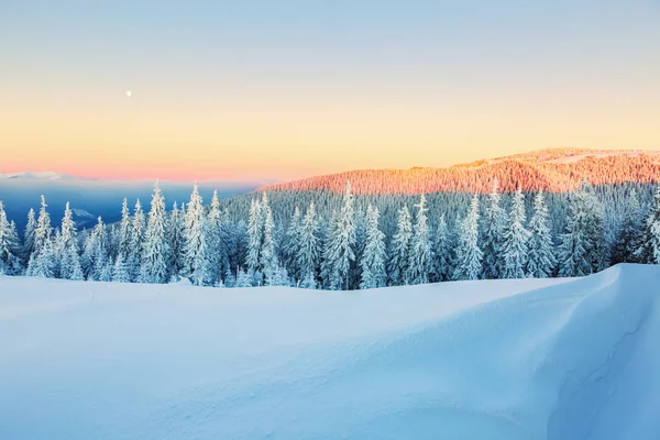 Träd täckta med snöflingor. — Stockfoto