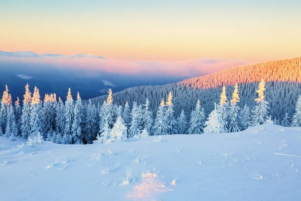 雪に覆われた木. — ストック写真