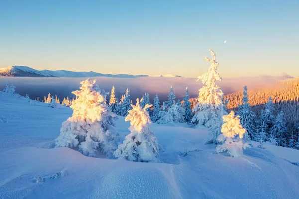 Pocos árboles verdes en los copos de nieve mágicos . —  Fotos de Stock